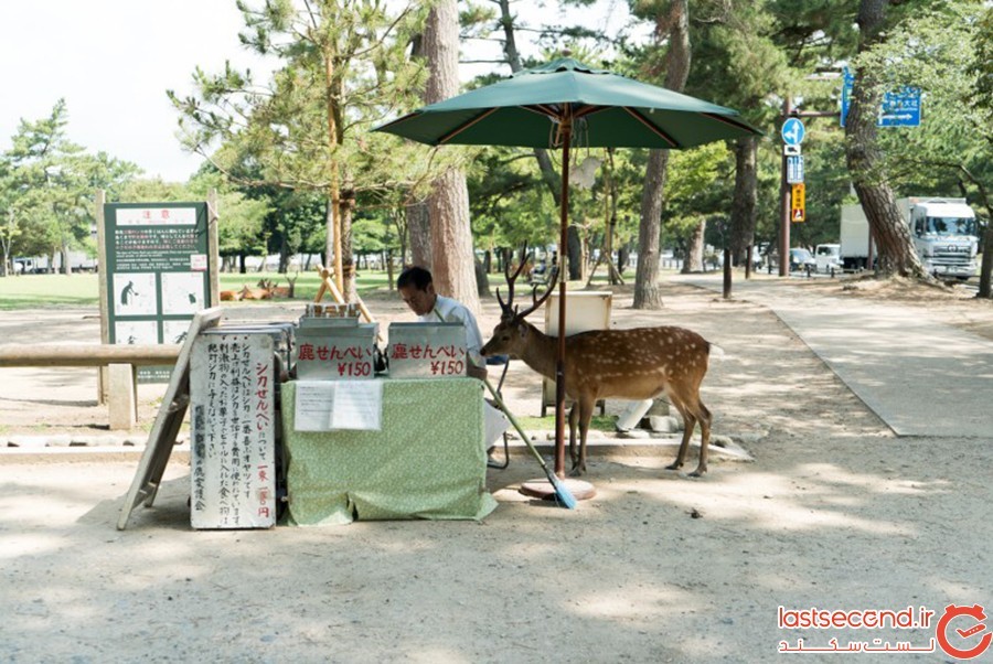 آشنایی با قلمروی آهوی مقدس در پارک نارای ژاپن