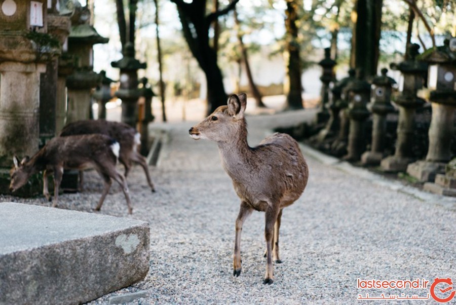 آشنایی با قلمروی آهوی مقدس در پارک نارای ژاپن