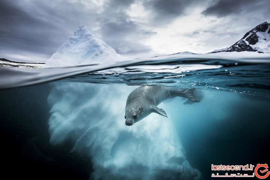 عکس‌های شگفت‌انگیز از حیات آبزیان در مسابقه‌ی عکاسی سال 2019