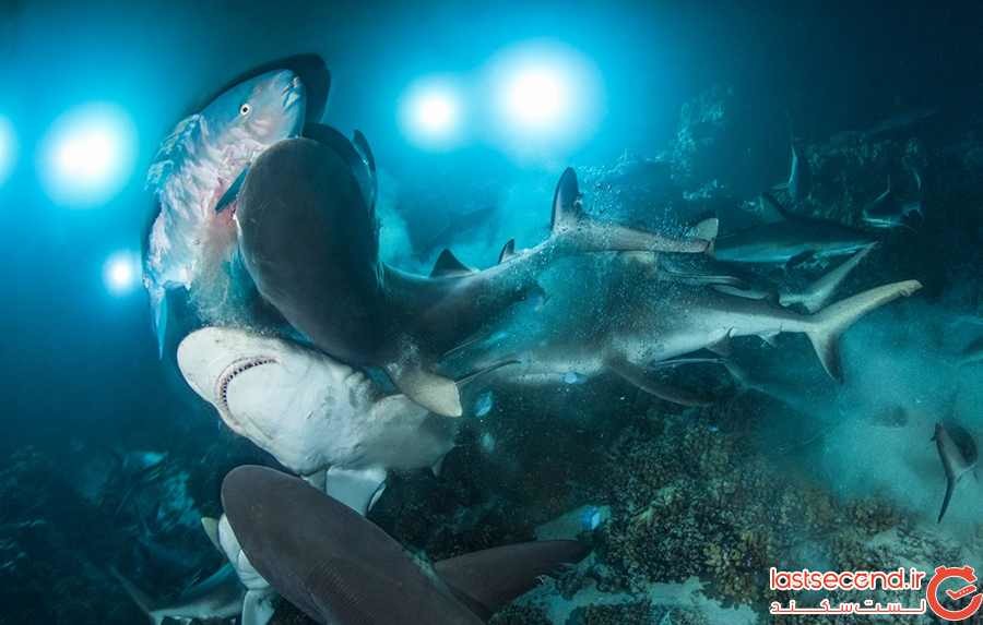 underwater-photographer-of-the-year-2019-12.jpg