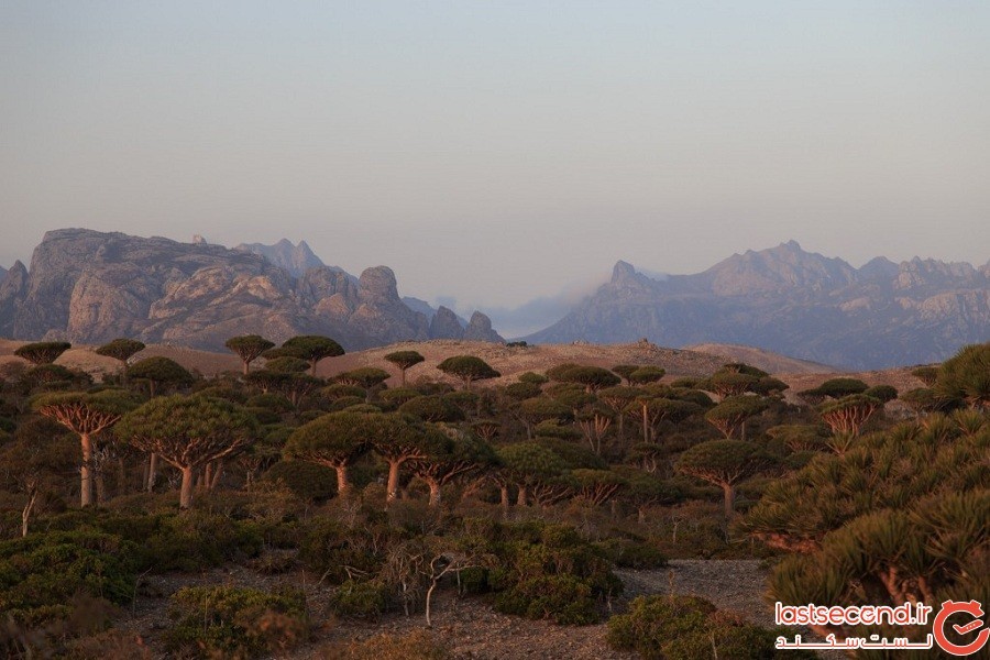 مجمع‌الجزایر Socotra 