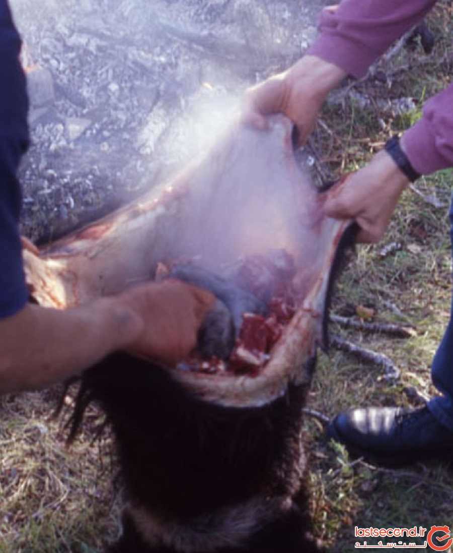بوداگ (Boodog) مغولستانی