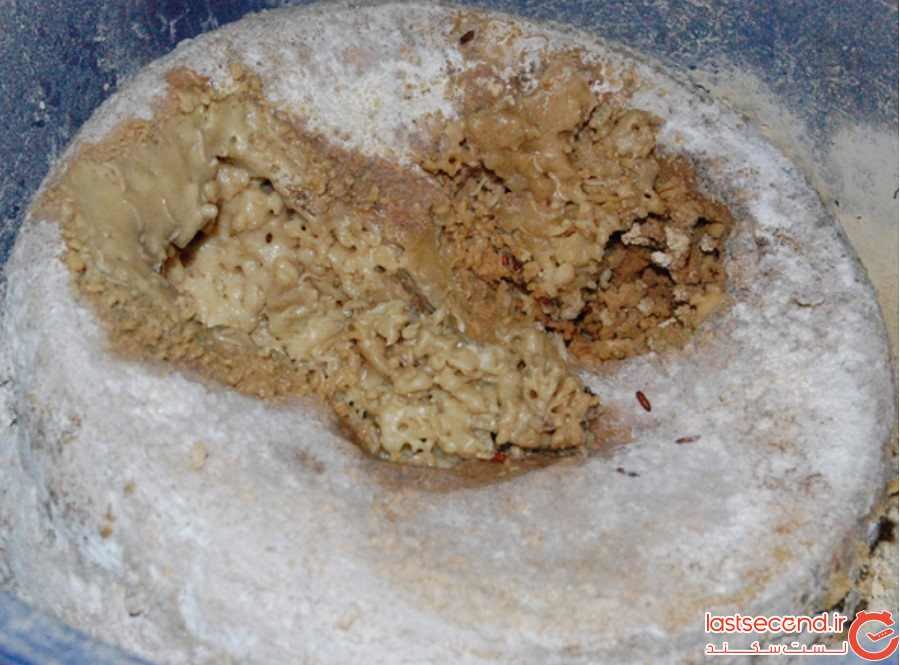 پنیر (pecorino)