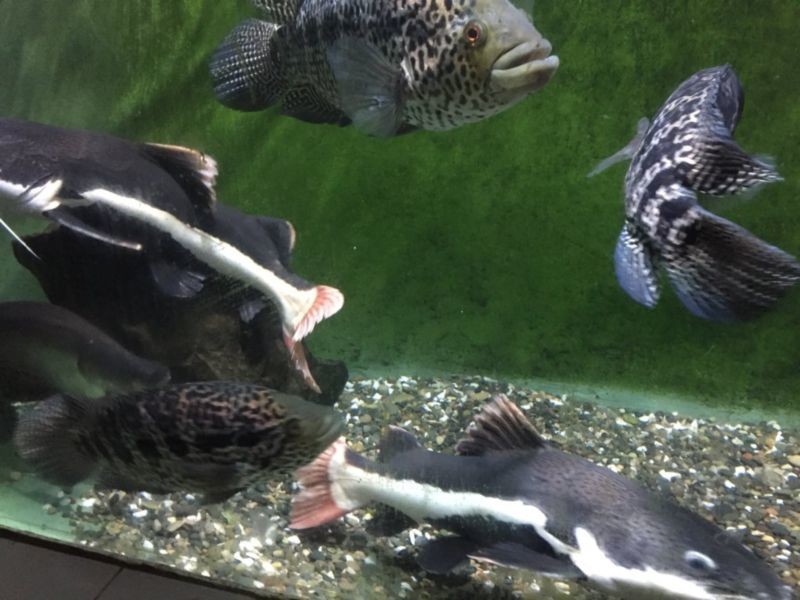 Batumi Aquarium (6).jpg