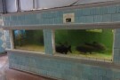 Batumi Aquarium (3).jpg