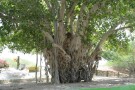 درخت انجیر معابد (2).jpg