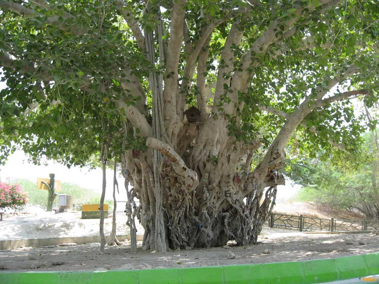 درخت انجیر معابد (2).jpg
