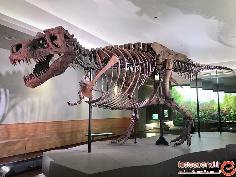 کشف بقایای بزرگترین دایناسور گوشتخوار دنیا