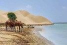 ساحل درک (1).jpg