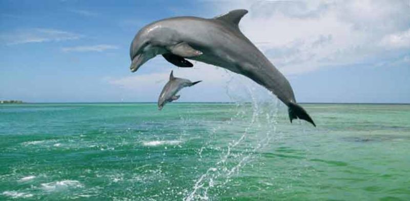 Dolphins Watching Hengam Island (1).jpg