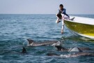 Dolphins Watching Hengam Island (3).jpg