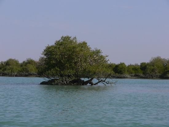 جنگل های حرا (1).jpg