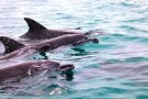 Dolphins Watching Hengam Island (1).jpeg