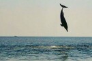 Dolphins Watching Hengam Island (2).jpg