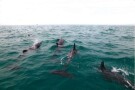 Dolphins Watching Hengam Island (2).jpeg