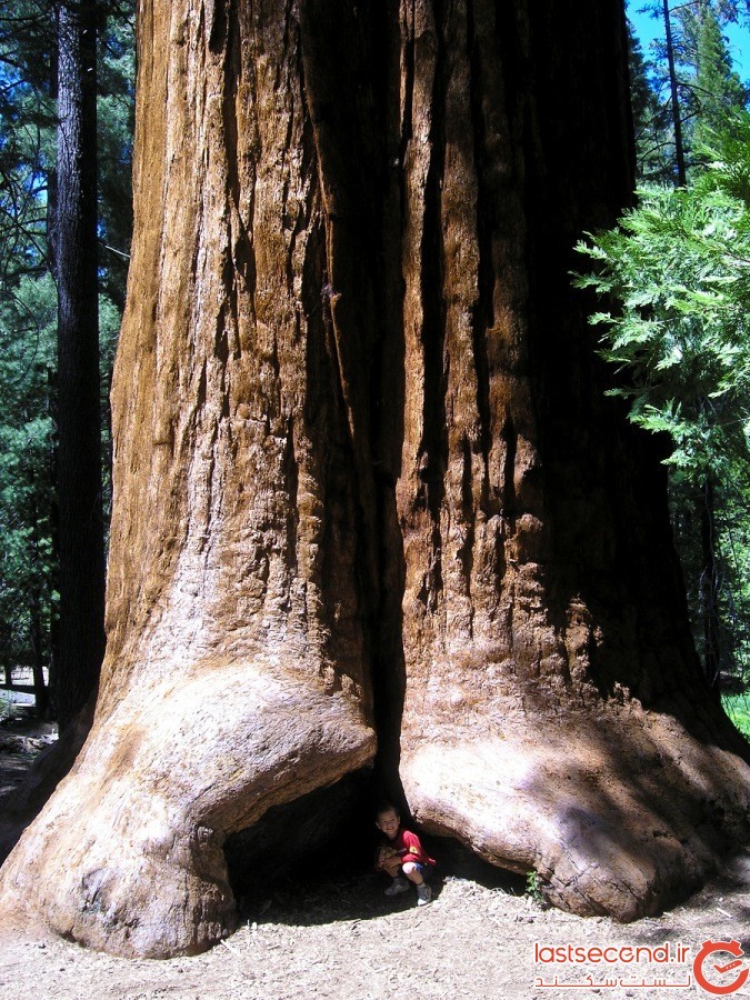 درختان غول‌پیکر سکویا بزرگ‌ترین موجود زنده بر روی زمین هستند