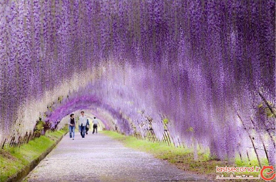 تونل‌های فریبنده و پرزرق‌وبرق ویستریا در ژاپن، متعلق به افسانه‌ی پریان است!