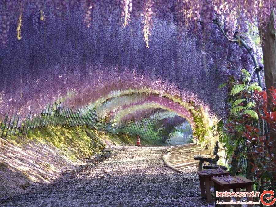 تونل‌های فریبنده و پرزرق‌وبرق ویستریا در ژاپن، متعلق به افسانه‌ی پریان است!