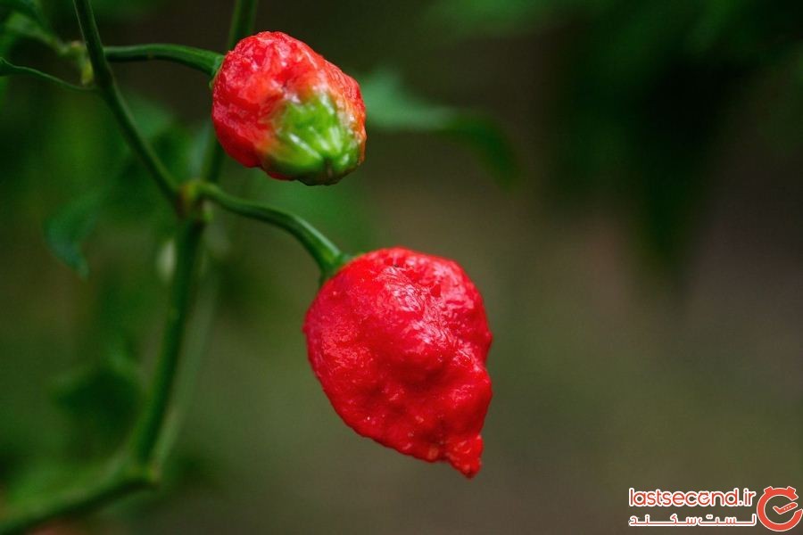 Trinidad-Morgua-spicy-peppers-on-a-vine.jpg
