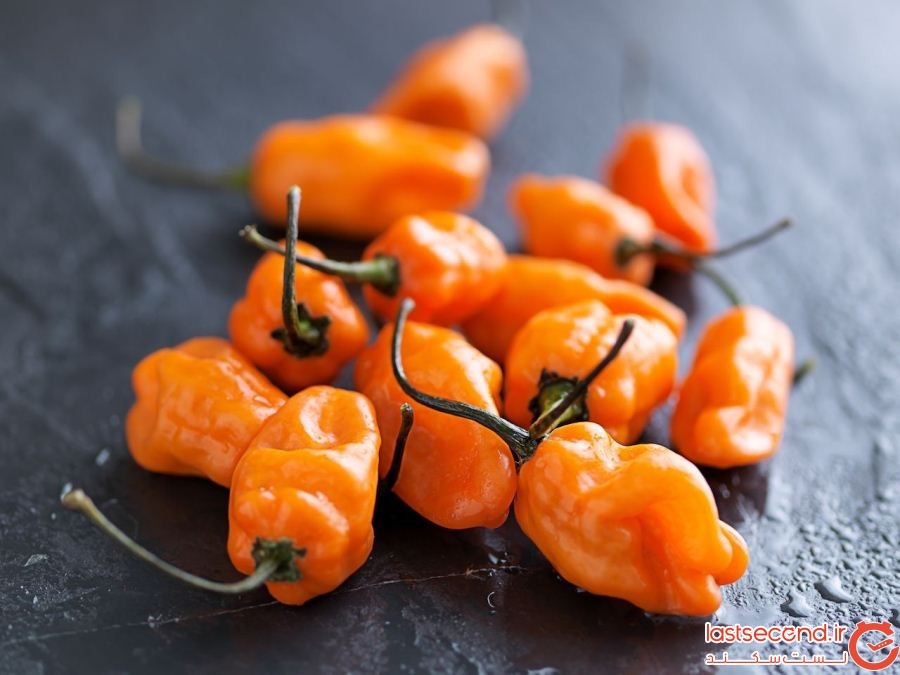 Orange-habanero-peppers.jpg