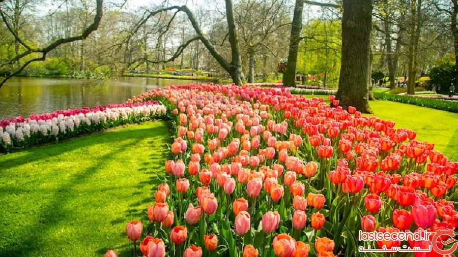 شکفتن 7 میلیون لاله رنگارنگ در بزرگ‌ترین باغ گل هلند