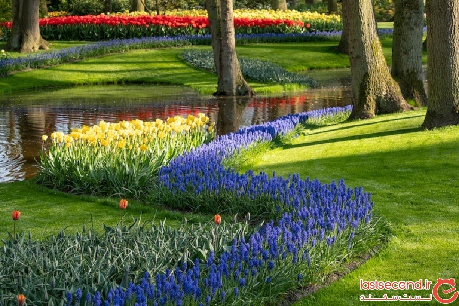 شکفتن 7 میلیون لاله رنگارنگ در بزرگ‌ترین باغ گل هلند