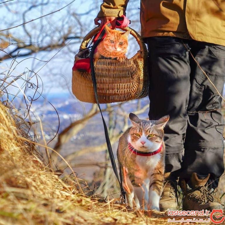 دو گربه ماجراجو، همراه صاحبشان، به سراسر ژاپن سفر می‌کنند