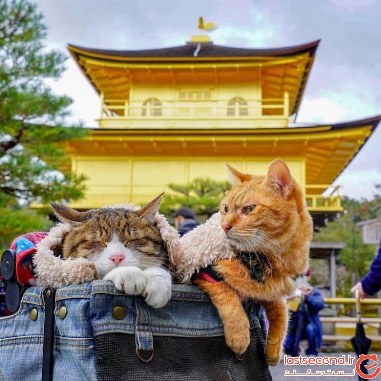 دو گربه ماجراجو، همراه صاحبشان، به سراسر ژاپن سفر می‌کنند