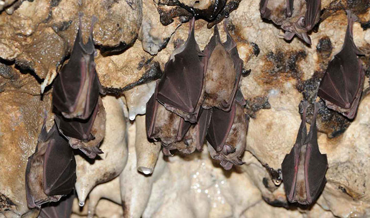 غار خفاش ، غار صد هزار ساله‌ پیش از میلاد در دهلران