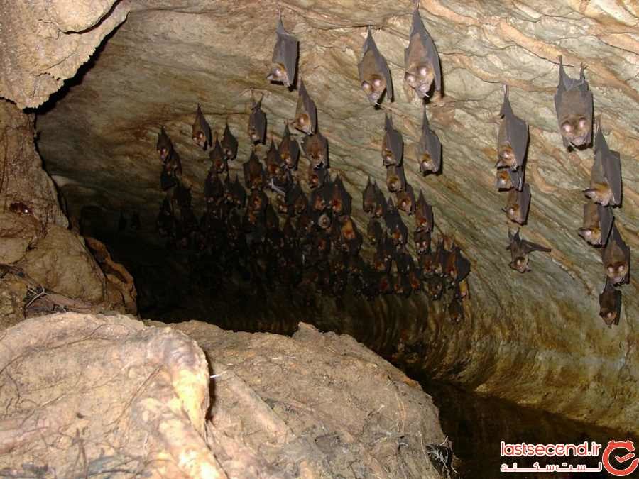 غار خفاش دهلران