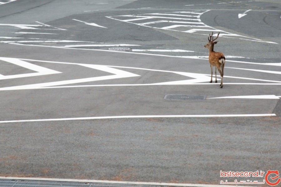 گوزن وحشی که آزادانه در خیابان‌های نارایِ ژاپن پرسه می‌زد، توسط دوربین یک عکاس، شکار شد