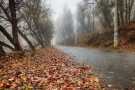 Meshgin Shahr Forest Park (2).jpg