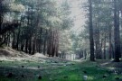 Lavizan Forest Park (1).jpg