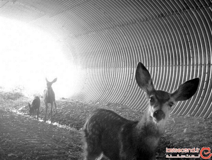 پل های عجیبی که برای حفاظت از حیوانات ساخته شده است+تصاویر