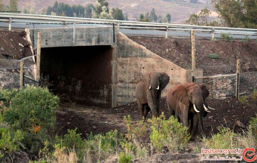 پل های عجیبی که برای حفاظت از حیوانات ساخته شده است+تصاویر