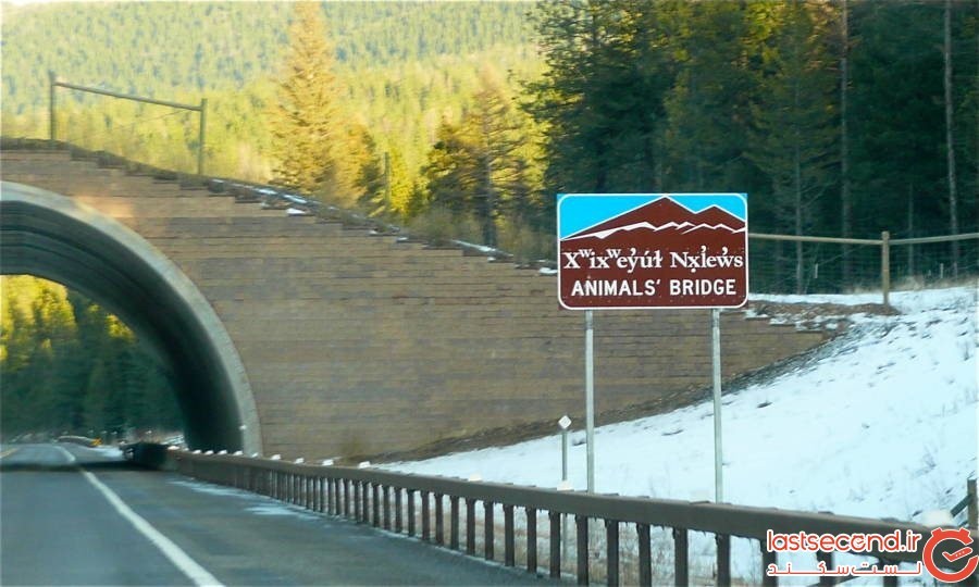 25 پل مخصوص حیوانات، که آنها را از شر انسان‌ها و ماشین‌های آنها، در امان نگه می‌دارند