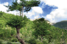 Olang Forest (5).jpg