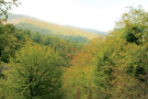 Olang Forest (4).jpg