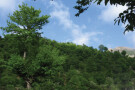 Olang Forest (3).jpg