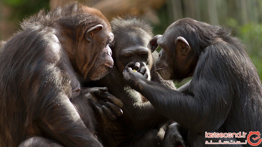 دیدار با زوجی که 34 شامپانزه‌ی یتیم را پرورش می‌دهند