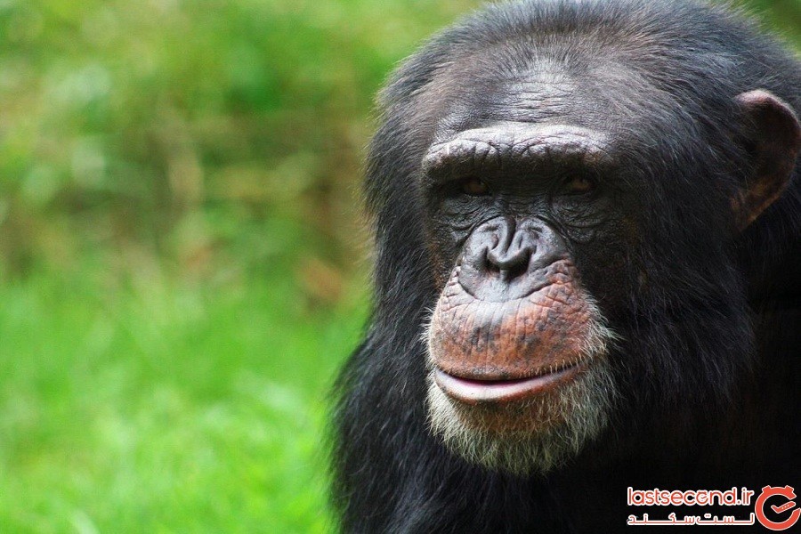 دیدار با زوجی که 34 شامپانزه‌ی یتیم را پرورش می‌دهند