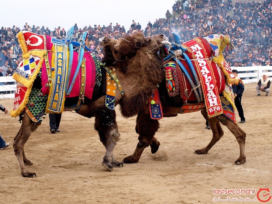 Camel-wrestling-in-Turkey.jpg