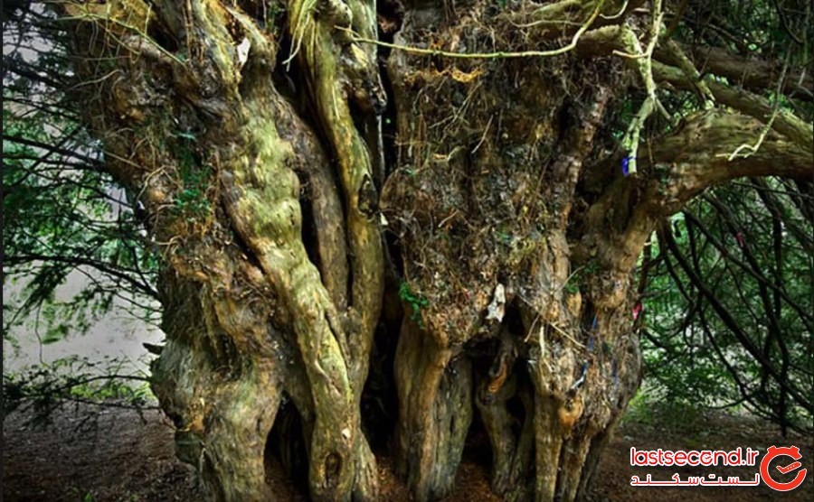 کهن‌ترین درخت بریتانیا، با تهدید جدی از سوی گردشگران مواجه است