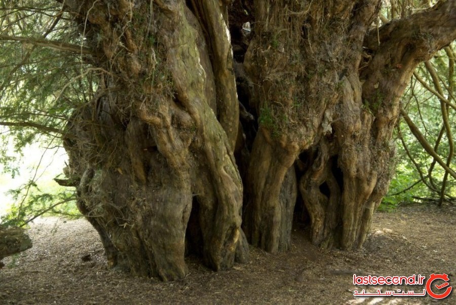 کهن‌ترین درخت بریتانیا، با تهدید جدی از سوی گردشگران مواجه است