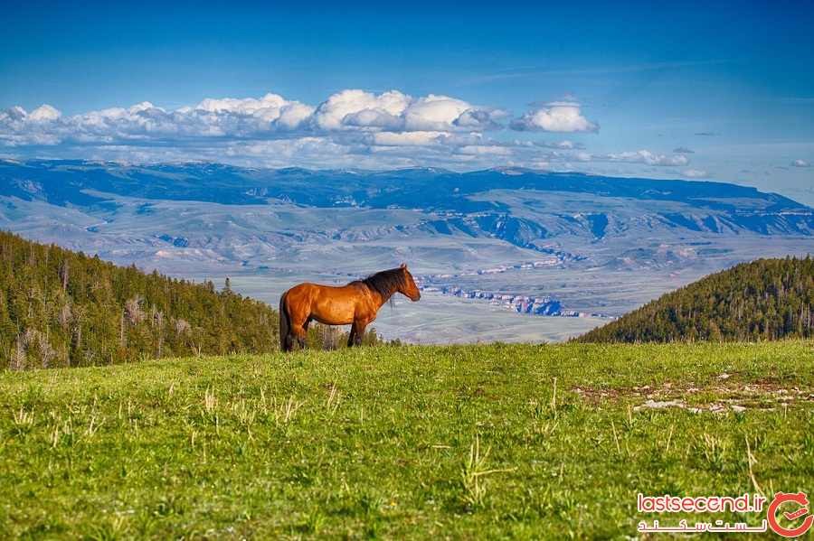بهترین نقاط جهان برای دیدن اسب‌های وحشی