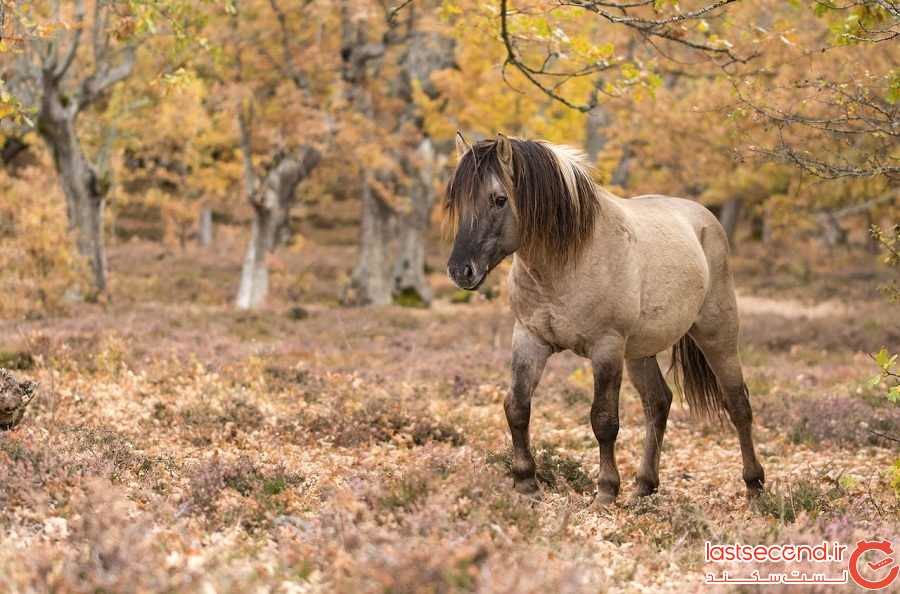 بهترین نقاط جهان برای دیدن اسب‌های وحشی