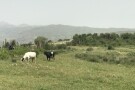 Damash Village (1).jpeg