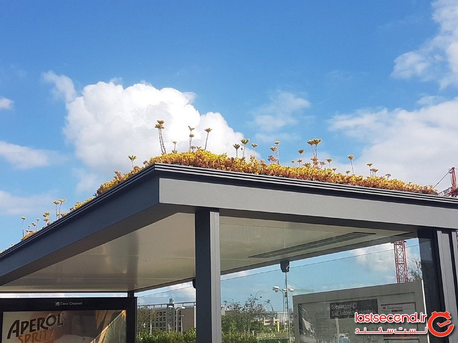 هلندی‌ها با سقف سبز ایستگاه‌های اتوبوس به کمک زنبور‌ها آمدند