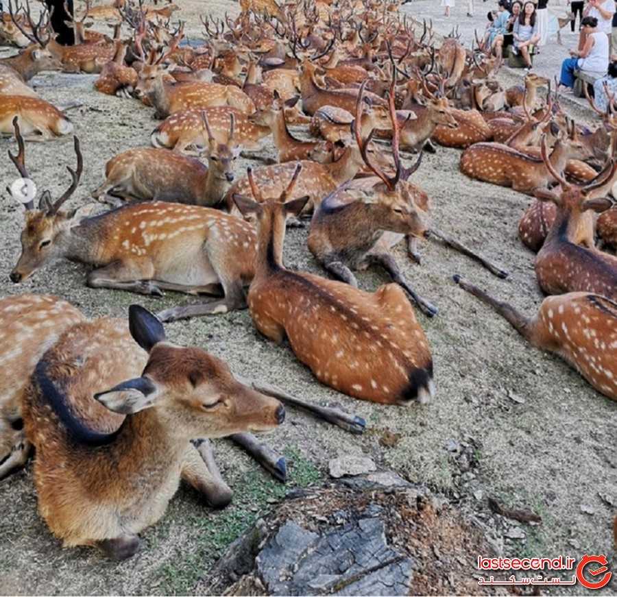 بیش از 600 گوزن وحشی روزانه در پارکی در ژاپن دورهم جمع شوند