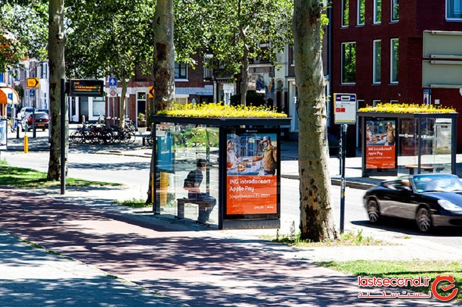 هلندی‌ها با سقف سبز ایستگاه‌های اتوبوس به کمک زنبور‌ها آمدند